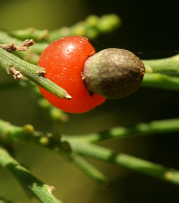 Exocarpos cupressiformis